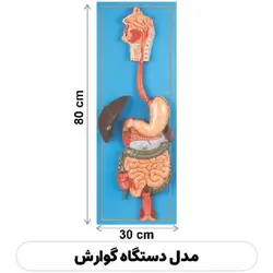 مولاژ دستگاه گوارش - گوهر مد | Gohar med