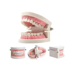 مولاژ دندان انسان - گوهر مد | Gohar med