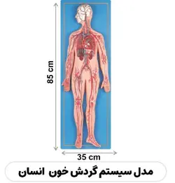 مولاژ گردش خون - گوهر مد | Gohar med