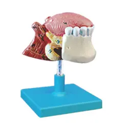 مولاژ زبان و دندان - گوهر مد | Gohar med