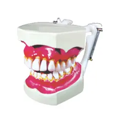 مولاژ دندان انسان تورم لثه - گوهر مد | Gohar med