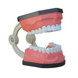 مولاژ دندان انسان متوسط - گوهر مد | Gohar med