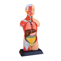 مولاژ نیم تنه با نمایش عضلات - گوهر مد | Gohar med