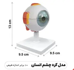 مولاژ کره چشم انسان - گوهر مد | Gohar med