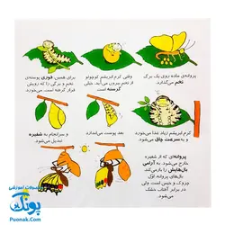 کتاب دایره المعارف کوچک من درباره ی حشرات و موجودات ریز جثه