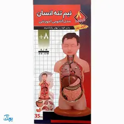 مولاژ ۸ قطعه نیم تنه انسان (۱/۴ اندازه طبیعی بدن انسان)