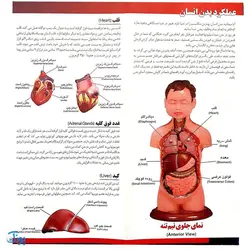 مولاژ ۸ قطعه نیم تنه انسان (۱/۴ اندازه طبیعی بدن انسان)