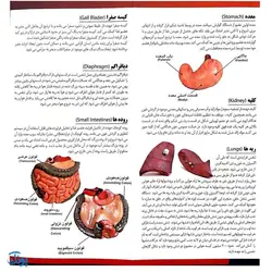 مولاژ ۸ قطعه نیم تنه انسان (۱/۴ اندازه طبیعی بدن انسان)