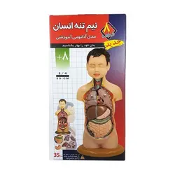 مولاژ ۸ قطعه نیم تنه انسان (۱/۴ اندازه طبیعی بدن انسان)