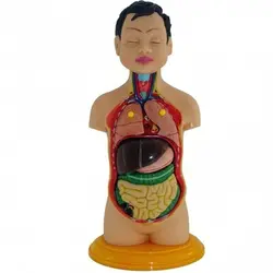 مولاژ ۸ قطعه نیم تنه انسان (۱/۴ اندازه طبیعی بدن انسان)