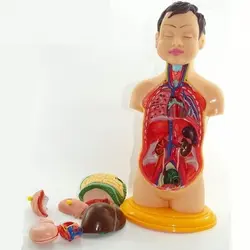 مولاژ ۸ قطعه نیم تنه انسان (۱/۴ اندازه طبیعی بدن انسان)