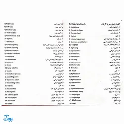 مولاژ نیم تنه انسان (با نمایش ماهیچه‌ها ۱/۲ اندازه طبیعی)