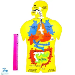 پازل فومی آموزشی شناخت اعضای بدن انسان سایان