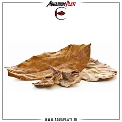 برگ بادام هندی یا برگ کاتاپا (Catappa Leaf)