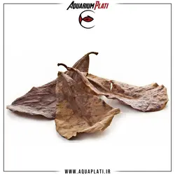 برگ بادام هندی یا برگ کاتاپا (Catappa Leaf)