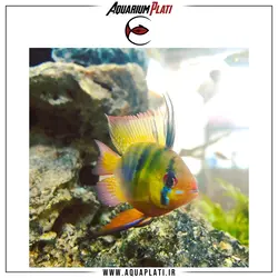 رامیزی بالن