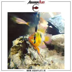 رامیزی بالن