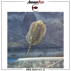 کت فیش سفره ای