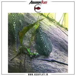 کت فیش سفره ای