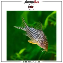 کوریدوراس استربای