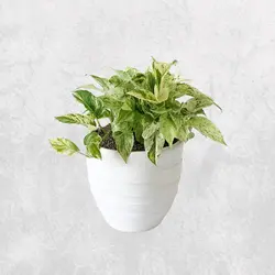 گل آپارتمانی پتوس مرمری