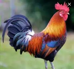 6002-خروس محلی