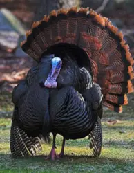 6010-سینه بوقلمون