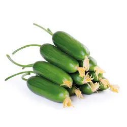 خیار سبز مینی  بسته حدود 850 گرمی (10تا15عدد)