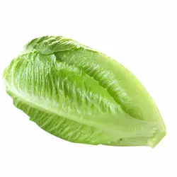 کاهو بسته حدود 600 تا 800 گرم