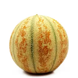 دستنبو (شاهپسند) حدود 1 کیلوگرمی