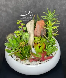 مجموعه كاكتوس ها