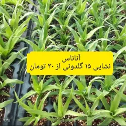 آناناس - دکتر پاین