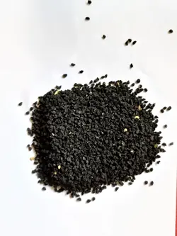 بذر تره - دکتر پاین