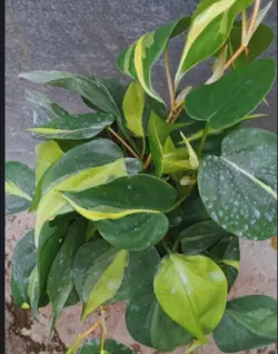 اسکاندیس ابلق سطل 4 - دکتر پاین