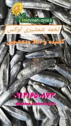 تخمه شمشیری لوکس - دکتر پاین