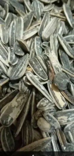 تخمه سُنقر