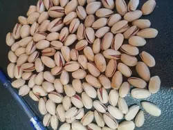 پسته احمدآقایی - دکتر پاین