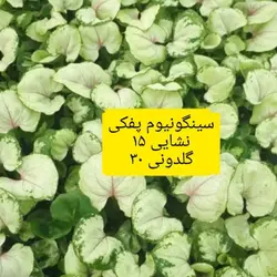 سینگونیوم پفکی - دکتر پاین