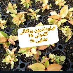 فیلودندرون پرتقالی - دکتر پاین