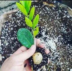 نشا گل زاموفیلیا سبز هلندی - دکتر پاین