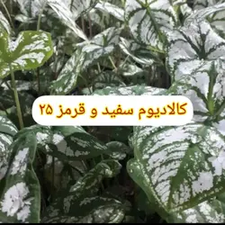 کلادیوم سفید و قرمز - دکتر پاین