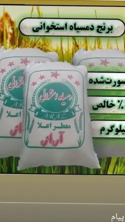 برنج دم‌سیاه استخوانی - دکتر پاین