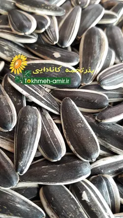 بذرتخمه کانادایی اصلاح شده - دکتر پاین