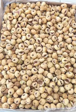 انجیر استهبان - دکتر پاین