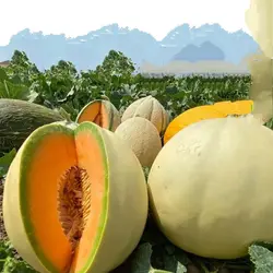 طالبی باملون خشک