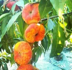 نهال گلدانی هلو انجیری - دکتر پاین