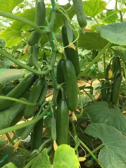 بذر خیار پربار گلخانه پاریس