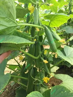 بذر خیار پربار گلخانه پاریس