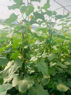 بذر خیار پربار گلخانه پاریس