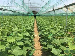 بذر خیار پربار گلخانه پاریس